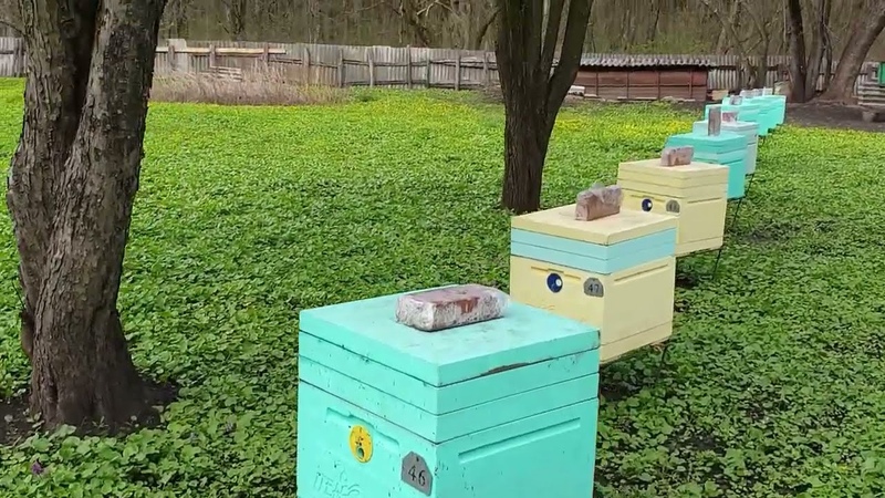 Поднять погибающую пасеку.